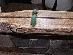 Large insect admiring itself in the mirror