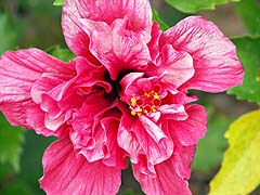 Flower in the Greenview Resort cutting garden