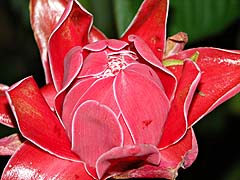 Torch ginger in the Greenview Resort cutting garden