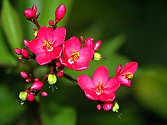 Small blossoms in the Greenview Resort cutting garden