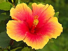 Yellow hibiscus at the Greenview Resort