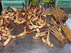 Fresh ginger and turmeric (Market in Hua Hin)