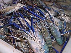 The most enormous shrimp (Market in Hua Hin)