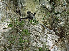 Dusky langur in the foliage on a karst