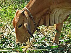 Animal grazing on the road to Khao Sok Park