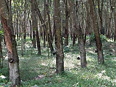 Rubber trees on the road to Khao Sok Park