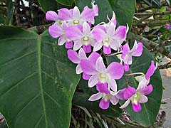 The Orchids Grow on Trees (at a gas station)