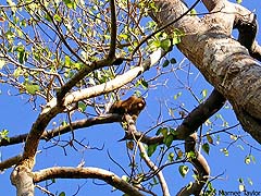 Monkey regarding the photographer from high in a tree (2005)