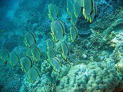 Ao Mae Yai Fish