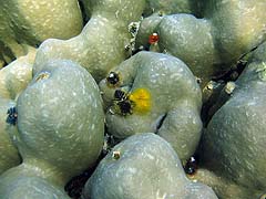 Ao Mae Yai Corals
