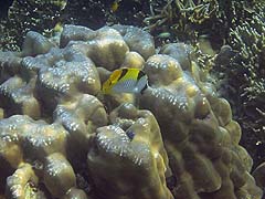 Ao Mae Yai Corals and Fish
