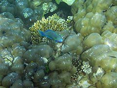 Ao Mae Yai Corals and Fish