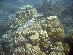 Ao Mae Yai Corals