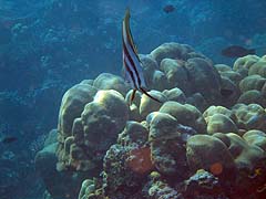Ao Mai Ngam Fish