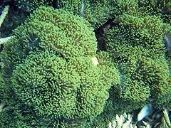 Mungkorn Island Anemone