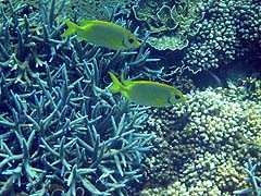 Mungkorn Island Corals and Fish