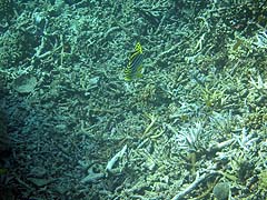 Mungkorn Island Corals and Fish