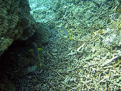 Mungkorn Island Corals and Fish