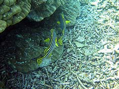 Mungkorn Island Corals and Fish