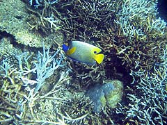 Mungkorn Island Corals and Fish