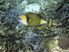 Mungkorn Island Corals and Fish