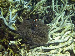 Mungkorn Island Anemonefish