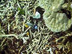 Torin La Coral and Fish