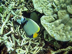 Torin La Coral and Fish