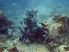 Torin La Coral and Fish