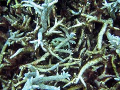 Torin La Coral and Fish