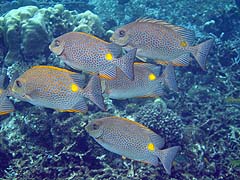 Torin La Coral and Fish