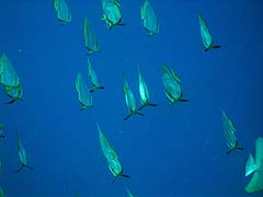 Torin La Fish