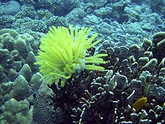 Stork Island Coral