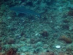 Stork Island Shark