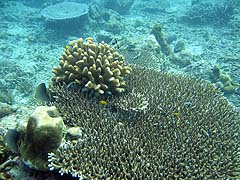 Stork Island Coral