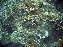 Ao Jaak Coral