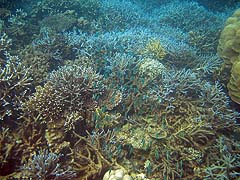 Ao Jaak Coral