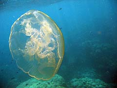 Jellyfish photographed off Ao Jaak