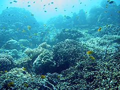 Underwater vista photographed at Turtle Bay