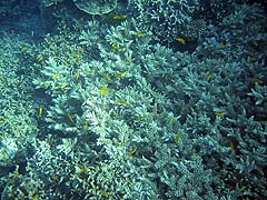 Turtle Bay Coral and Fish